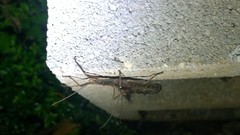 Anisomorpha ferruginea