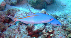 Caesio suevica