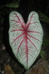 Caladium bicolor image