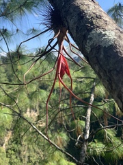 Tillandsia bulbosa