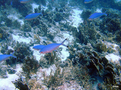 Caesio lunaris