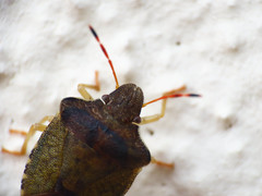 Peribalus strictus strictus