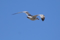 Larus argentatus vegae