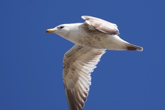 Larus argentatus vegae