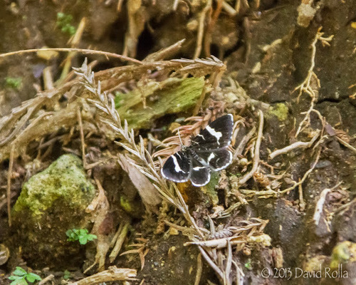 Trichodezia kindermanni