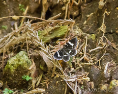 Trichodezia kindermanni