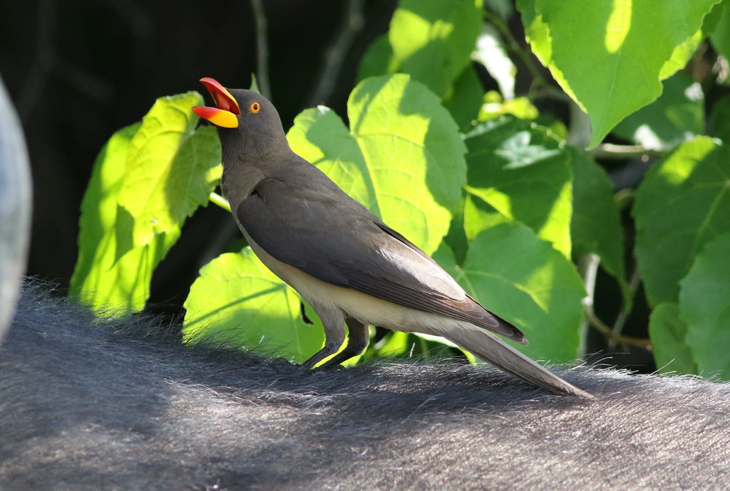 Yellow-billed Oxpecker photo