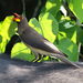 Yellow-billed Oxpecker - Photo (c) Derek Keats, some rights reserved (CC BY)