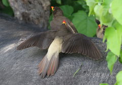 Yellow-Billed Oxpecker photo 2