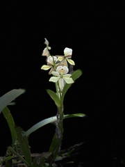 Prosthechea radiata