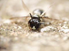 Ceratina cucurbitina