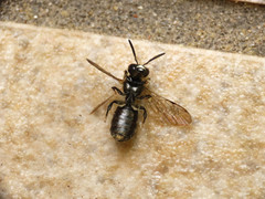 Ceratina cucurbitina