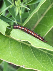 Pagara simplex