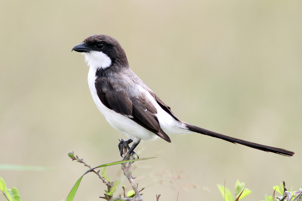 Long-tailed Fiscal photo