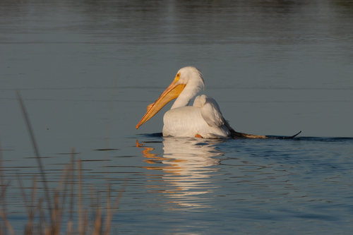 American White Pelican photographed in Maryland