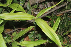 None known (Mapania assimilis)