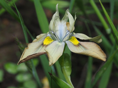 Moraea vegeta