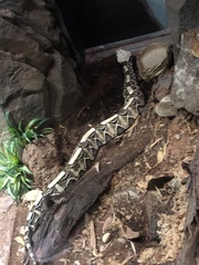 Bitis gabonica