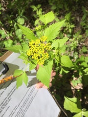 Thaspium trifoliatum