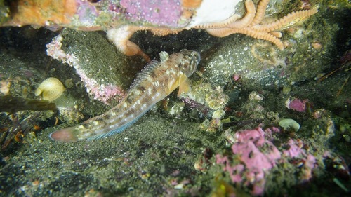 Geblokte notothen (Patagonotothen tessellata) — Nototheniidae — 5