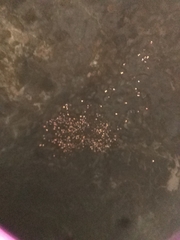 Rousettus aegyptiacus