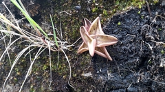 Pinguicula calyptrata