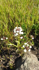 Triphysaria versicolor versicolor