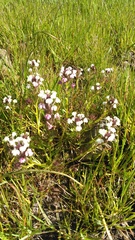 Triphysaria versicolor versicolor