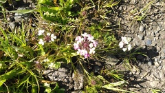 Triphysaria versicolor versicolor