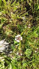 Triphysaria versicolor versicolor