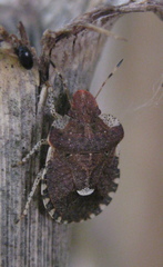 Dyroderes umbraculatus