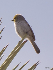 Auriparus flaviceps