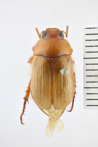 Rhizogeniates