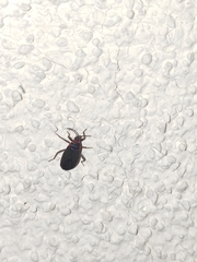 Melacoryphus rubicollis