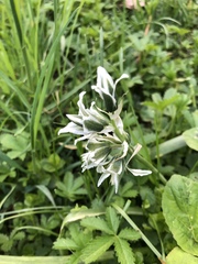 Ornithogalum nutans