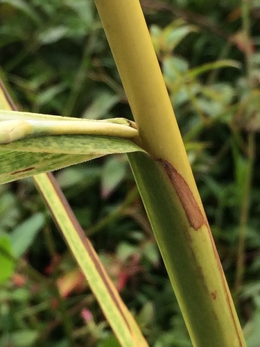 Themeda villosa