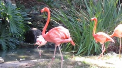 Phoenicopterus