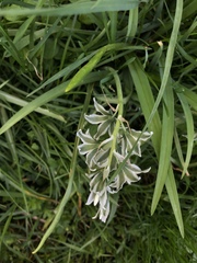 Ornithogalum nutans