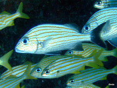 Haemulon carbonarium