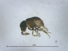 Baeus