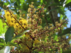 Schefflera arboricola image