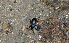 Carabus amplipennis