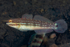Buan Goby photo 1