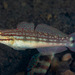 Buan Goby - Photo (c) Francois Libert, some rights reserved (CC BY-NC), uploaded by Francois Libert