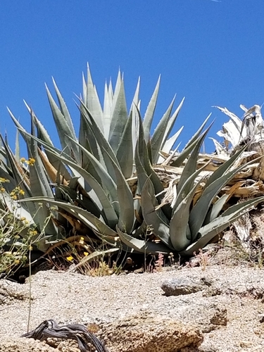Agave deserti