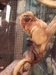 Leontopithecus rosalia