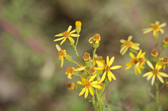 Senecio eruciformis