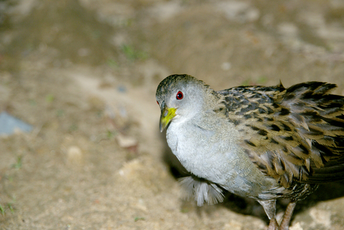 Ash-throated Crake (Mustelirallus albicollis), photo 6