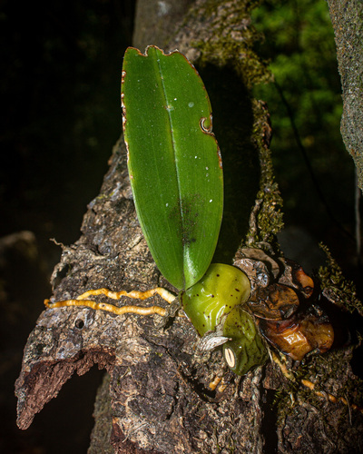 Turtle shell orchid (Rossioglossum ampliatum)