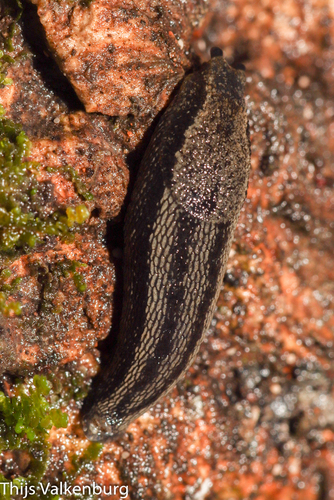 Geomalacus oliveirae